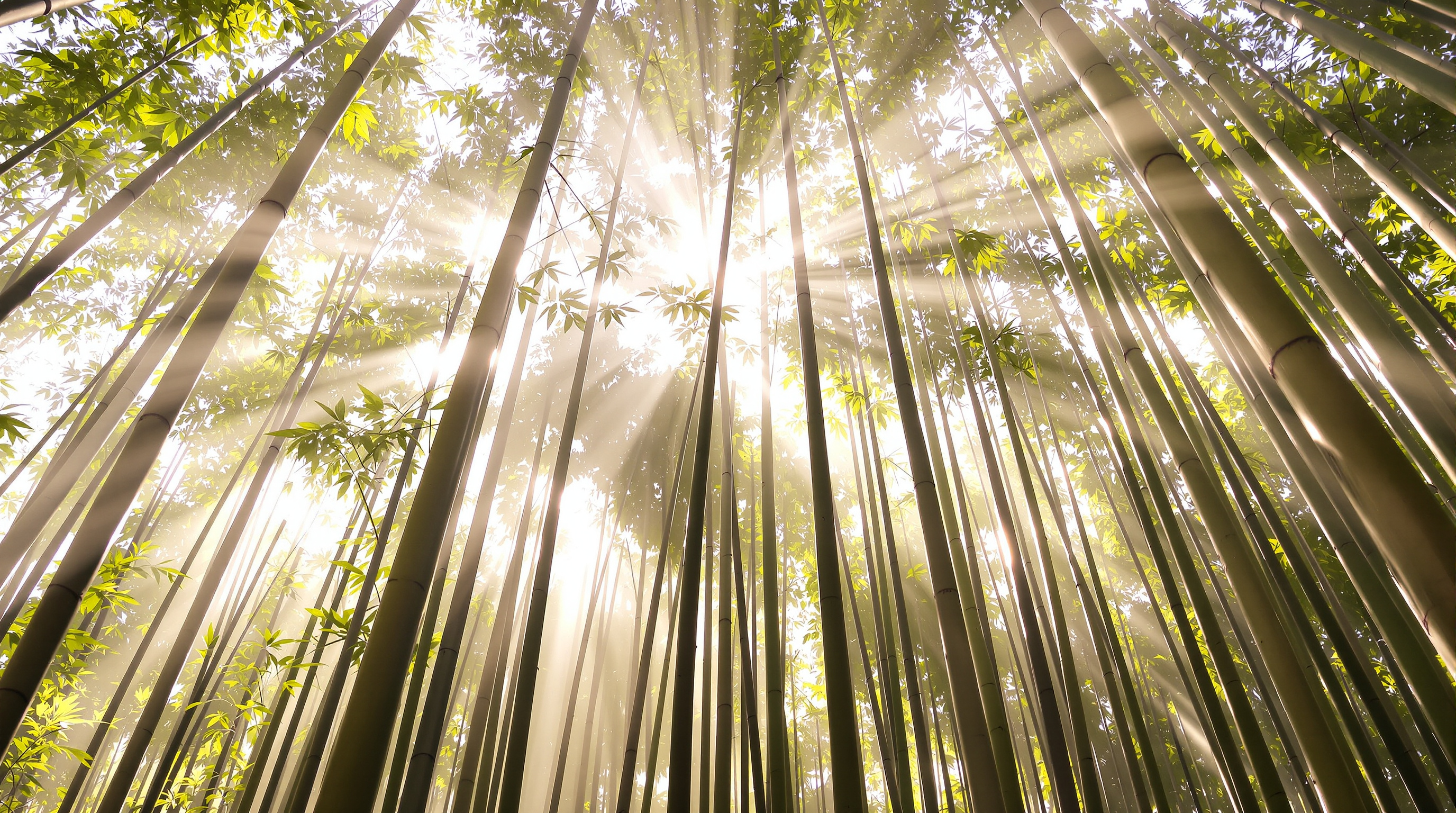 Tall bamboo grove reaching toward soft sunlight